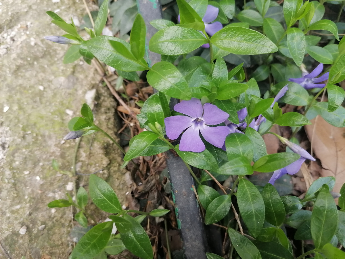 Барвинок малый. Такой красивый цветок и такое неблагозвучное название😁 