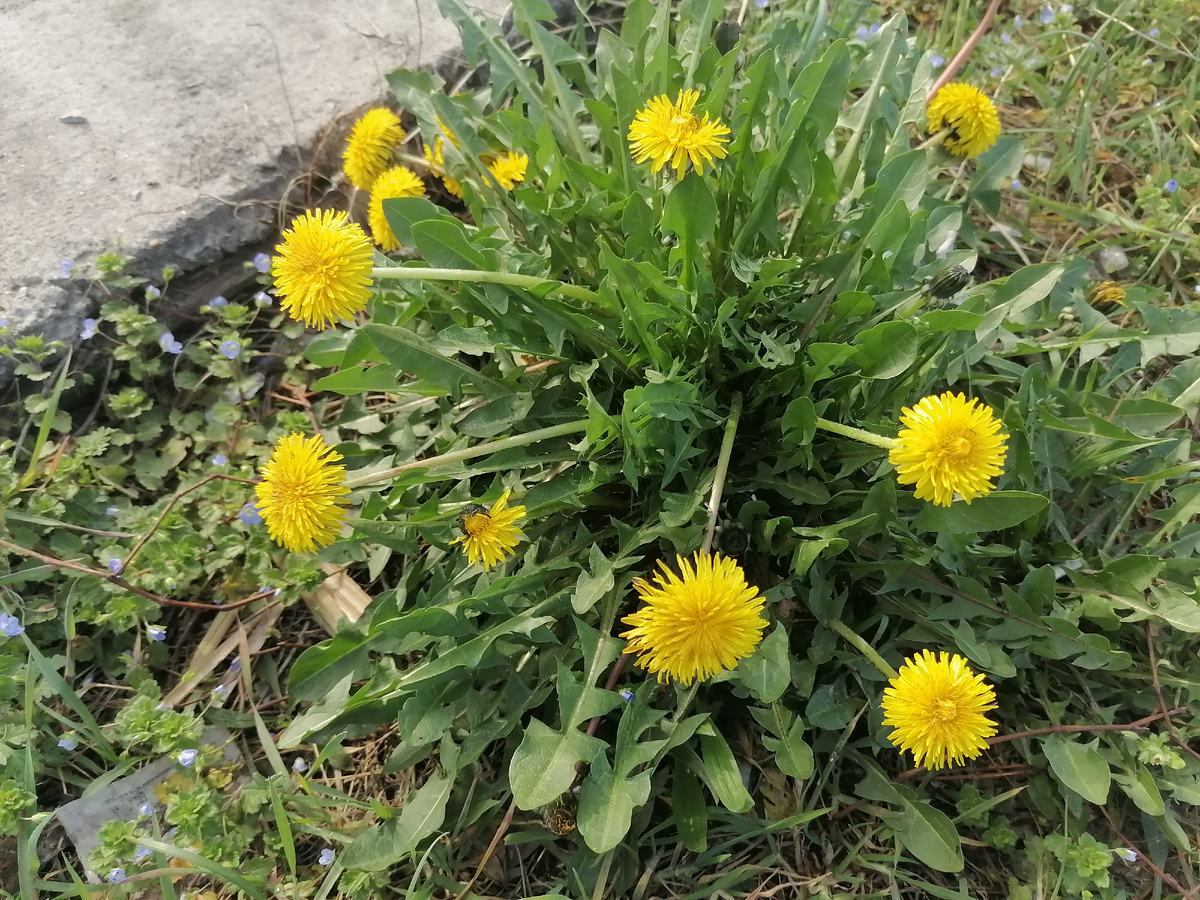 Просто одуванчик, на юге он цветет даже зимой