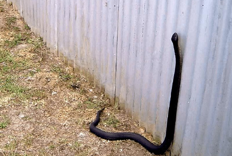 Что делать если вас укусила гадюка ?!!