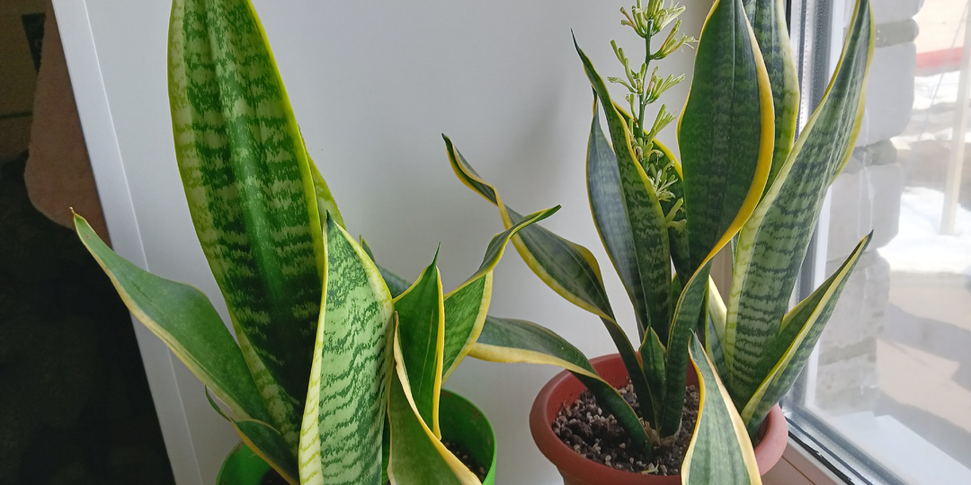 Белый налёт в цветочных горшках и не только белый