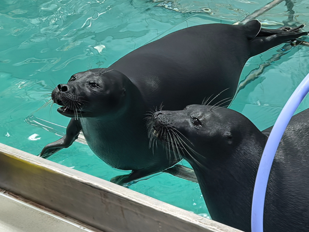 (© Анна, «Маяк энтузиастов»)