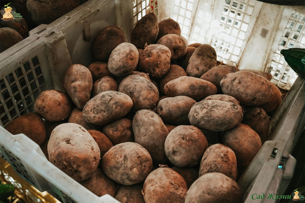 👉 Правильный старт: клубни разложены на свету, ростки формируются равномерно