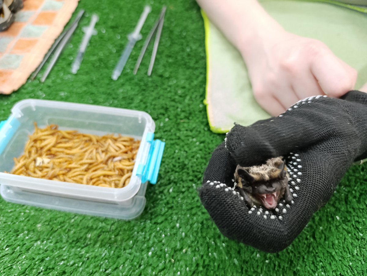 Кормление двухцветного кожана. Такая мордашка может напугать.