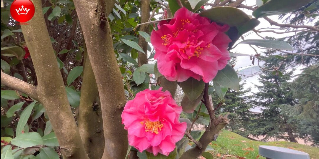 Парк Галицкого Камелия японская магнолия слива нигра 27 марта 2026