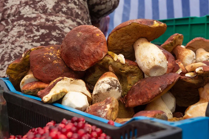 Снежная зима обещает грибной бум: новосибирцы готовятся выйти на тихую охоту