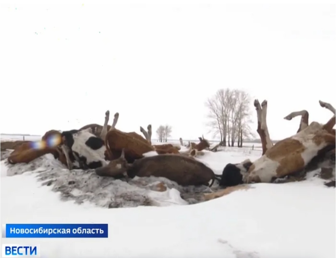 Жаль, что коровы лишены возможности защищаться.. 