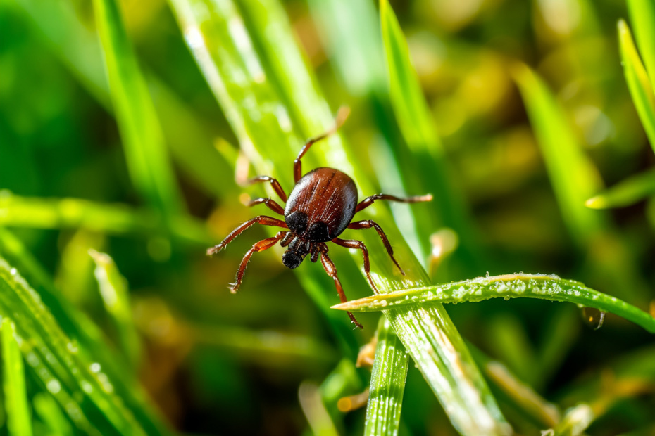    Shutterstock/FOTODOM