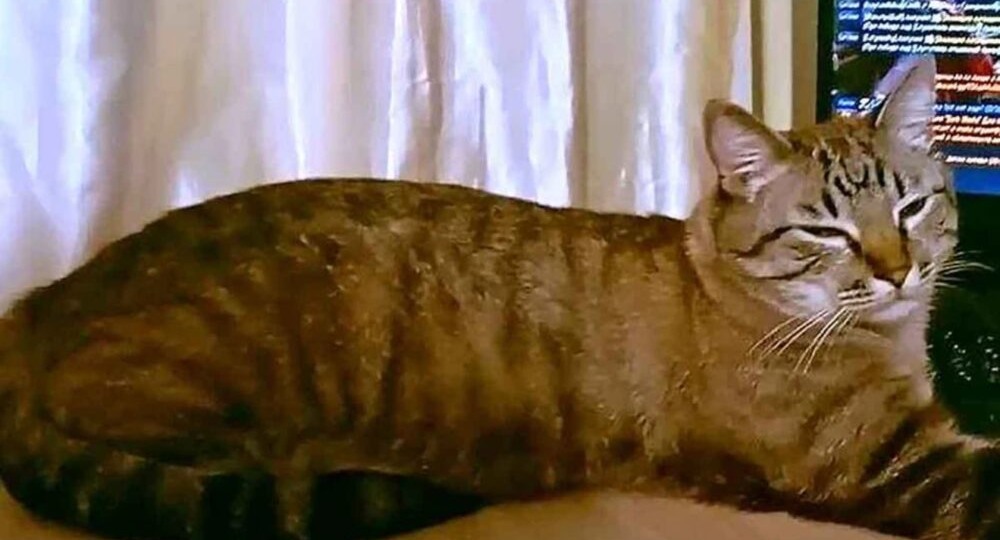 «Держал курс по звездам»: кот Жорик прошел 65 км за 9 дней, чтобы вернуться домой