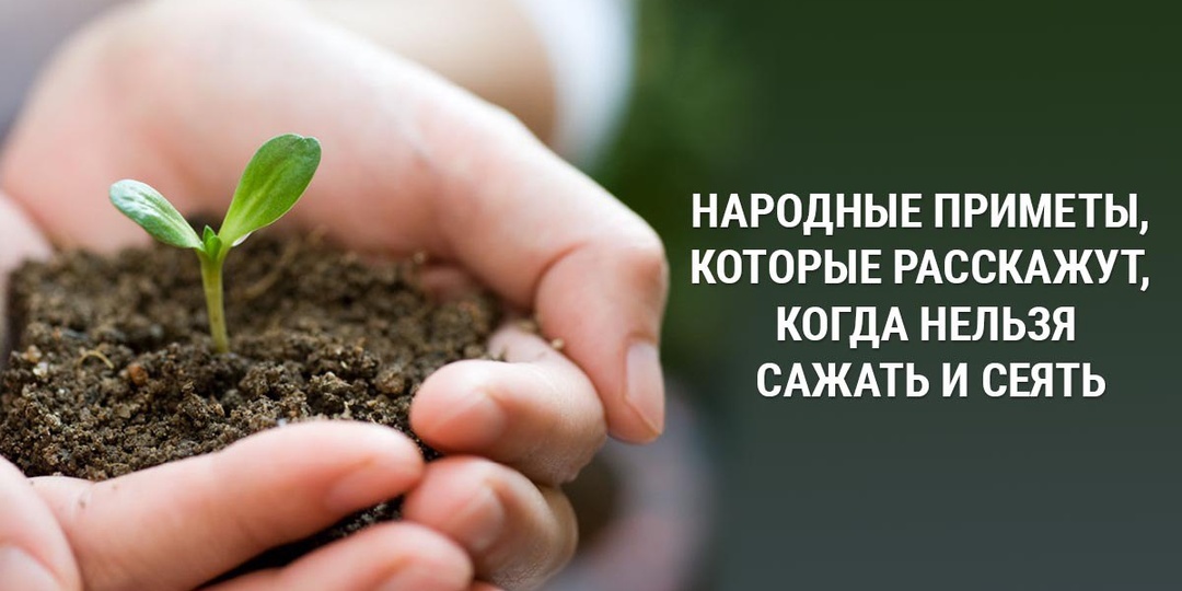 ЗАПРЕТНЫЕ ДНИ ДЛЯ ПОСАДКИ: КАКИЕ НАРОДНЫЕ ПРИМЕТЫ ДЕЙСТВИТЕЛЬНО РАБОТАЮТ?