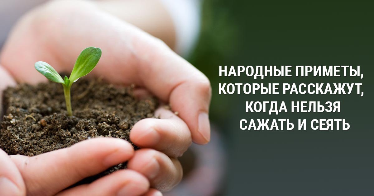 ЗАПРЕТНЫЕ ДНИ ДЛЯ ПОСАДКИ: КАКИЕ НАРОДНЫЕ ПРИМЕТЫ ДЕЙСТВИТЕЛЬНО РАБОТАЮТ?