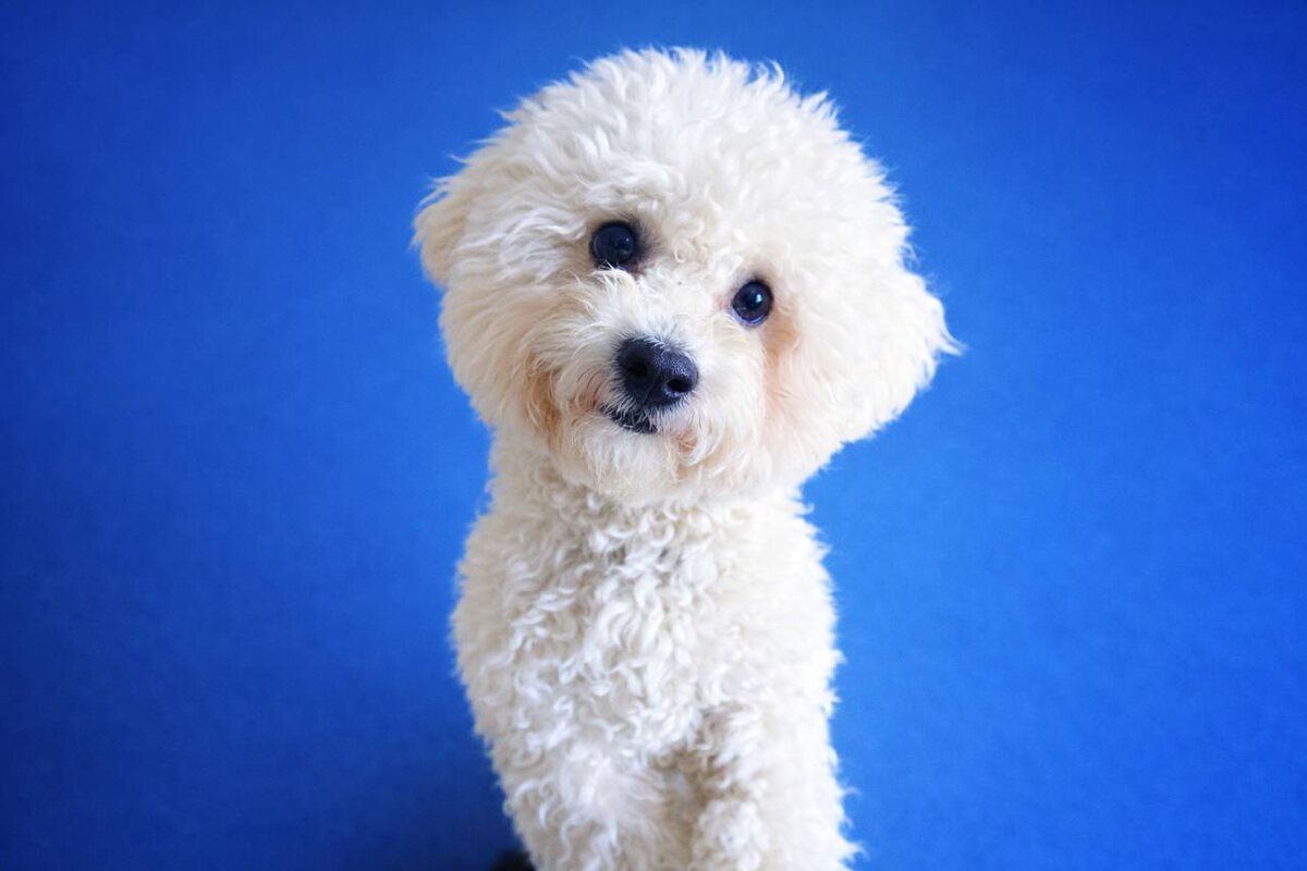 Маленькая собачка из приюта Домик Мелкашей ищет дом и семью в Москве и МО