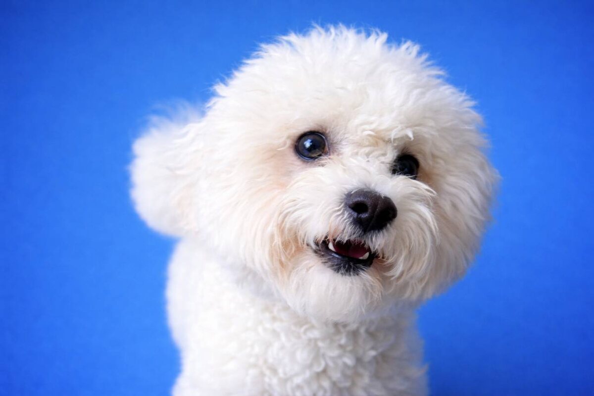 Маленькая собачка из приюта Домик Мелкашей ищет дом и семью в Москве и МО