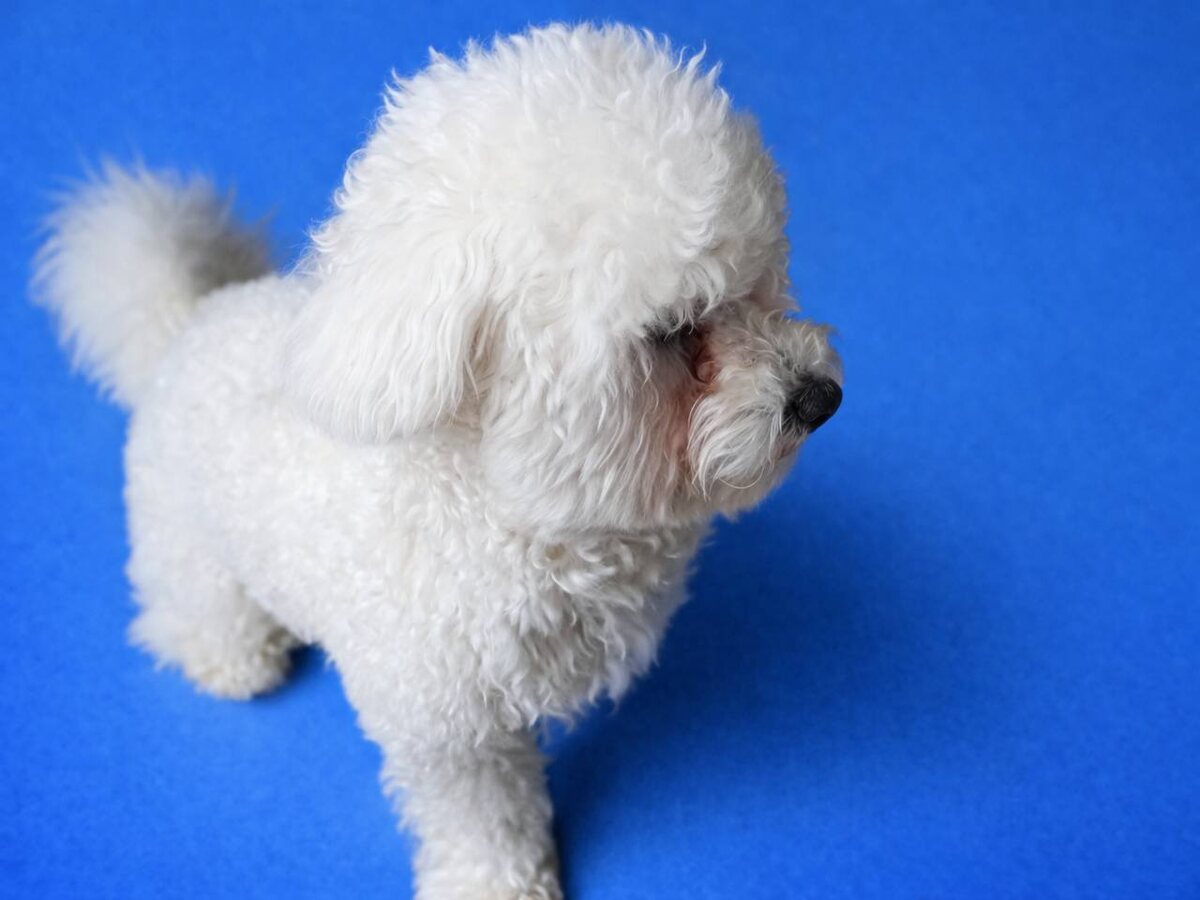 Маленькая собачка из приюта Домик Мелкашей ищет дом и семью в Москве и МО