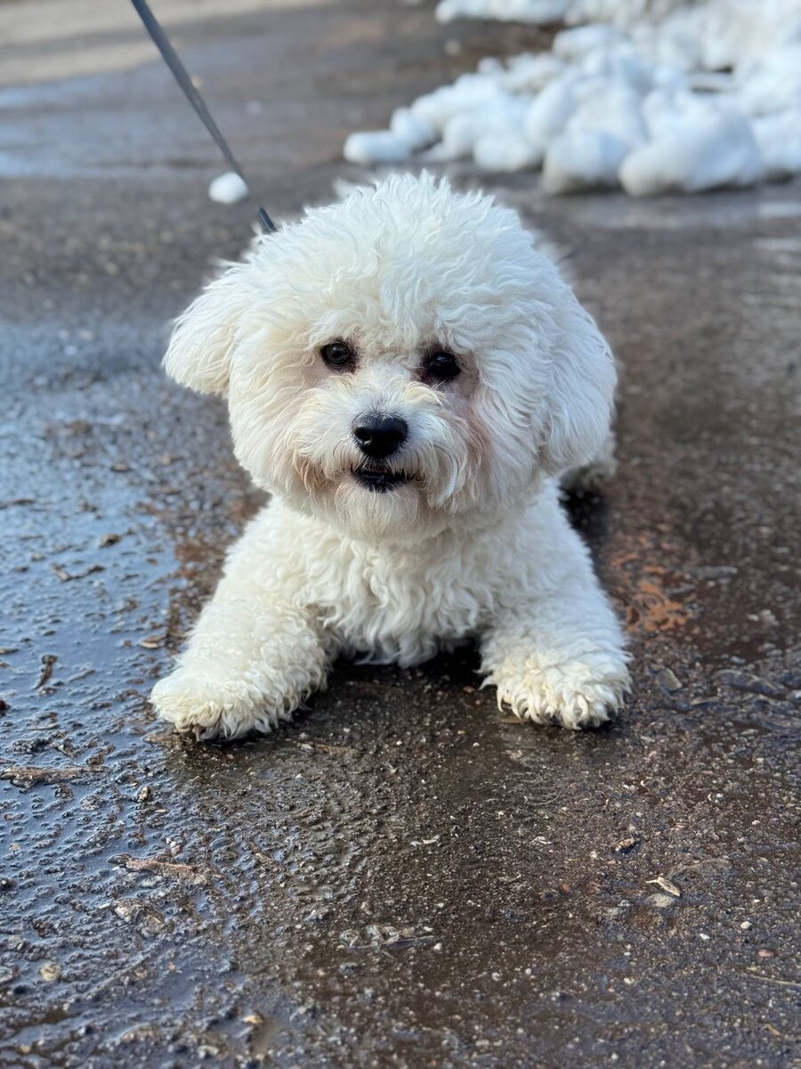 Маленькая собачка из приюта Домик Мелкашей ищет дом и семью в Москве и МО