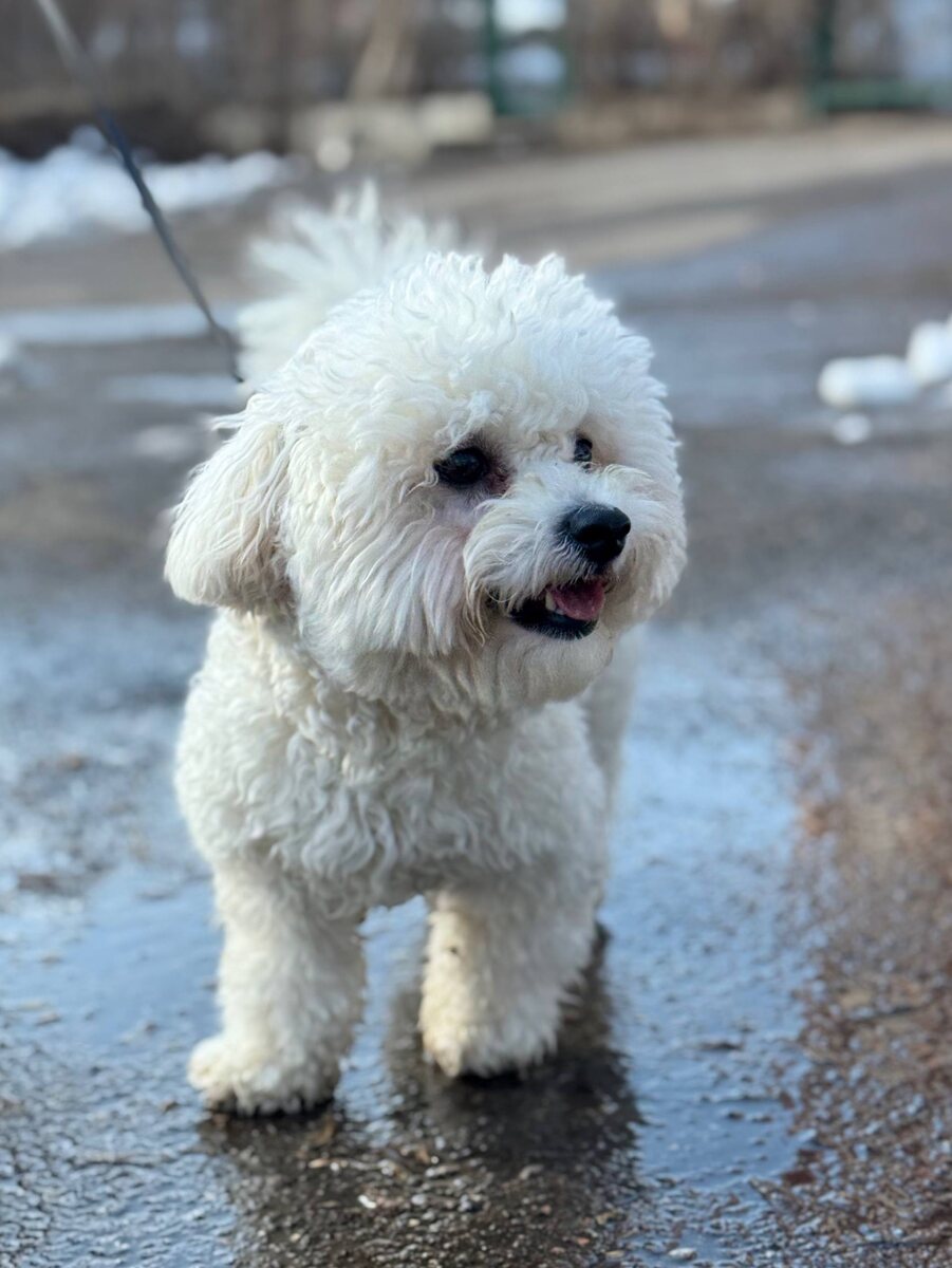 Маленькая собачка из приюта Домик Мелкашей ищет дом и семью в Москве и МО
