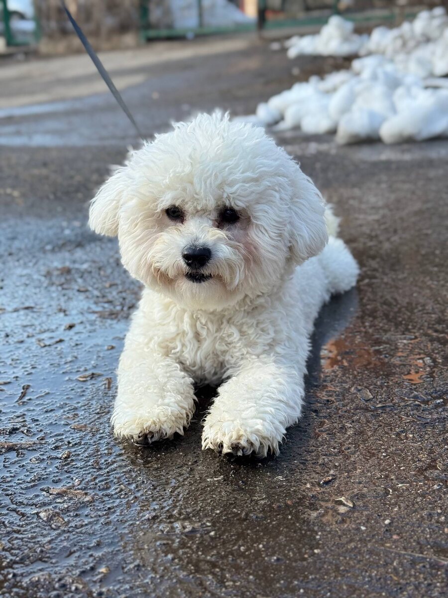 Маленькая собачка из приюта Домик Мелкашей ищет дом и семью в Москве и МО