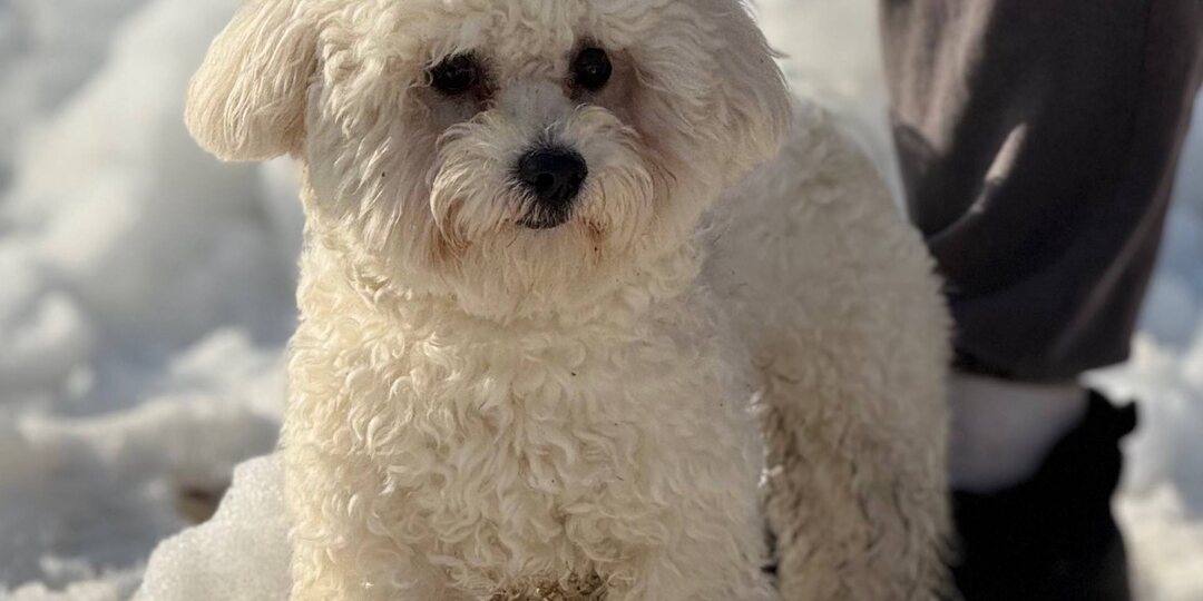 Вьюнок ИЩЕТ ДОМ! Малыш отказник, бывшедомашний залюбленный мальчик🥰