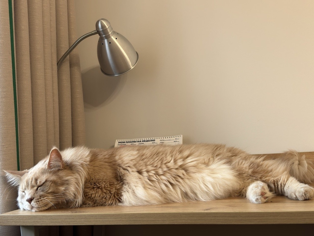 "Мои планы на неделю" по версии Лео. Фото автора.