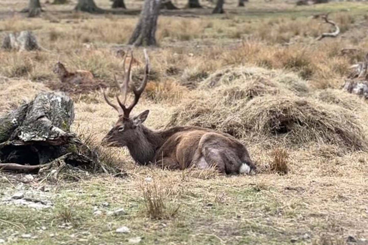  Пятнистый олень в Беловежской пуще. © БЕЛОВЕЖСКАЯ ПУЩА, Telegram