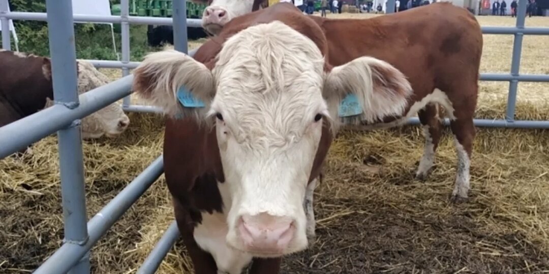 Фермеров из Югры предупредили о вспышке опасной болезни у животных