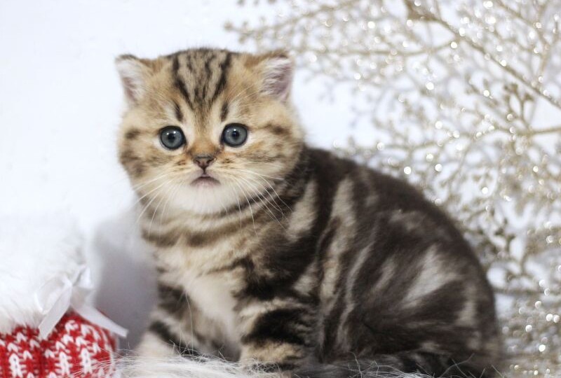 Скоттиш фолд или страйт: кого выбрать и почему характер не зависит от формы ушей.