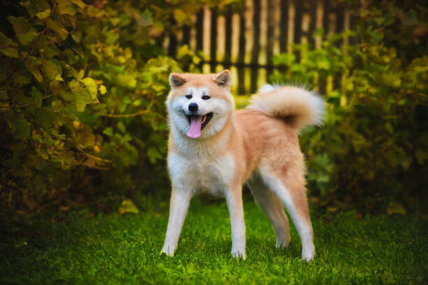 источник фото: https://media.istockphoto.com/id/1353308039/ru/%D1%84%D0%BE%D1%82%D0%BE/%D1%81%D0%BE%D0%B1%D0%B0%D0%BA%D0%B0-%D0%B0%D0%BA%D0%B8%D1%82%D0%B0.jpg?s=612x612&w=0&k=20&c=vtsq7Wi4cmxjsY9sEj8FJh-52yeF6wM6KgbBwPKtu40=