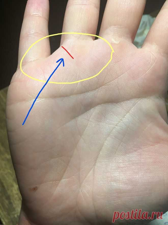 Линия наследства. nz.pinterest.com