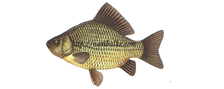 золотой карась