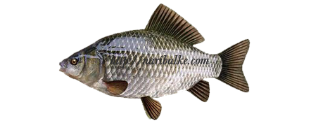 сереррянный карась