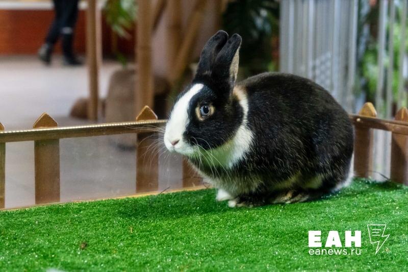    Фото ЕАН. Кролик