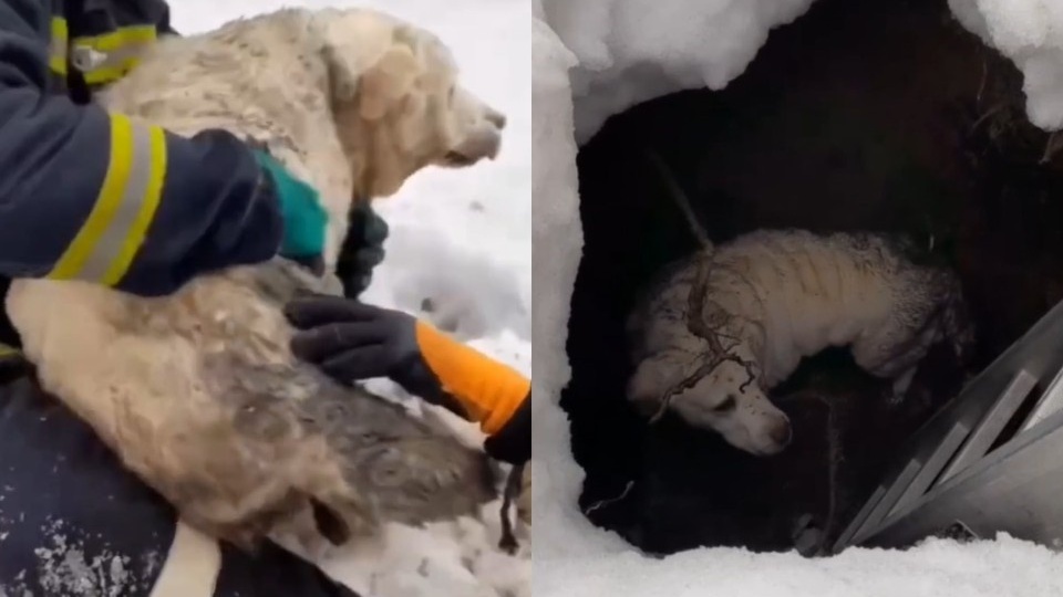 В Новосибирске спасатели вытащили лабрадора из полутораметровой ямы