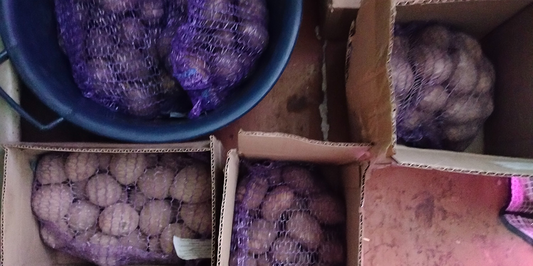 Какие сорта картофеля я выбрала для посадки.