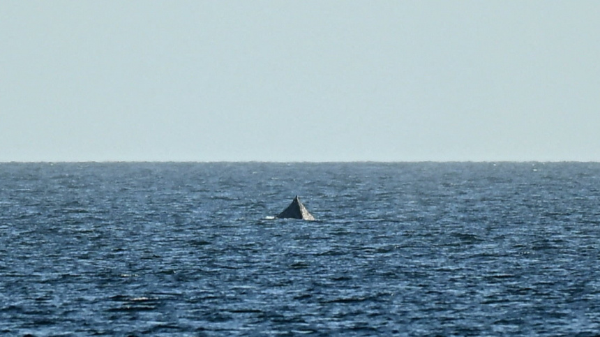    Фото: Reuters/Jonas Walzberg; 5-tv.ru