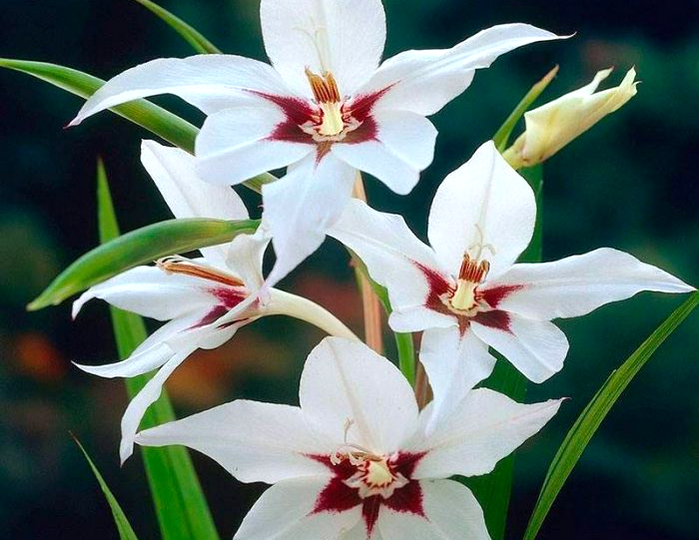 Ацидантера