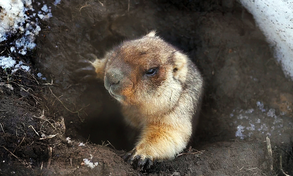    ©Пресс-служба Московского зоопарка
