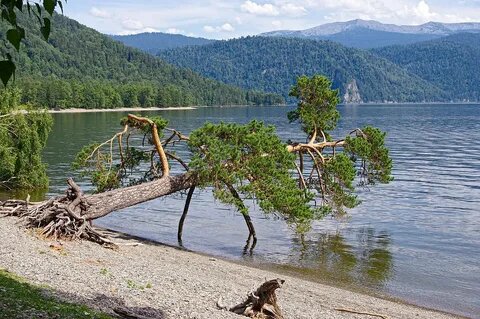 Берег Телецкого