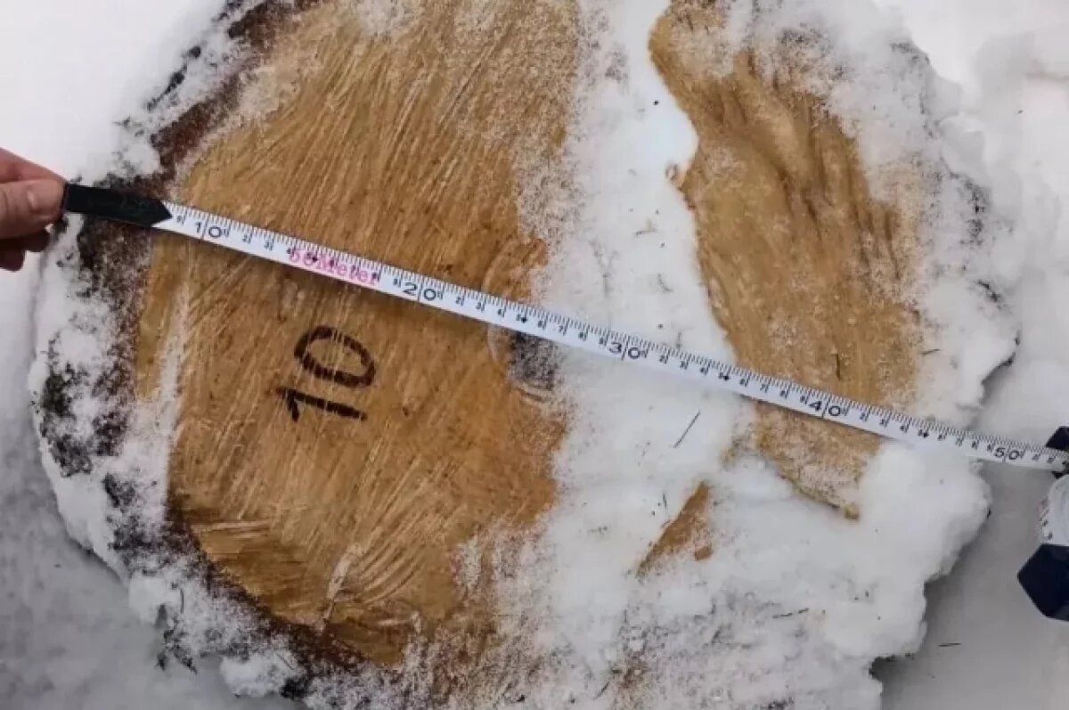    760 тыс. заплатил владелец участка в Калужской области за незаконную рубку