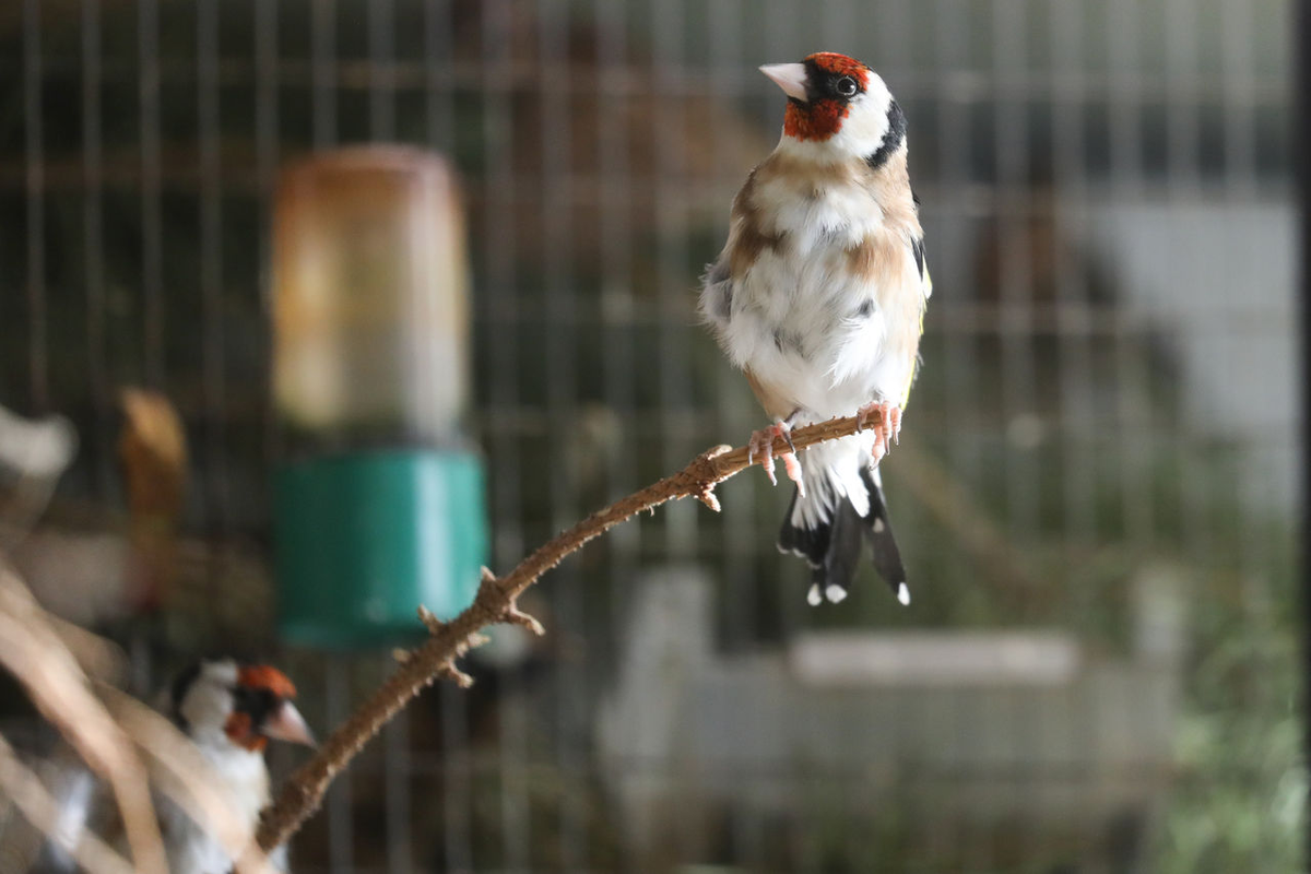 Александр Глуз / «Петербургский дневник»