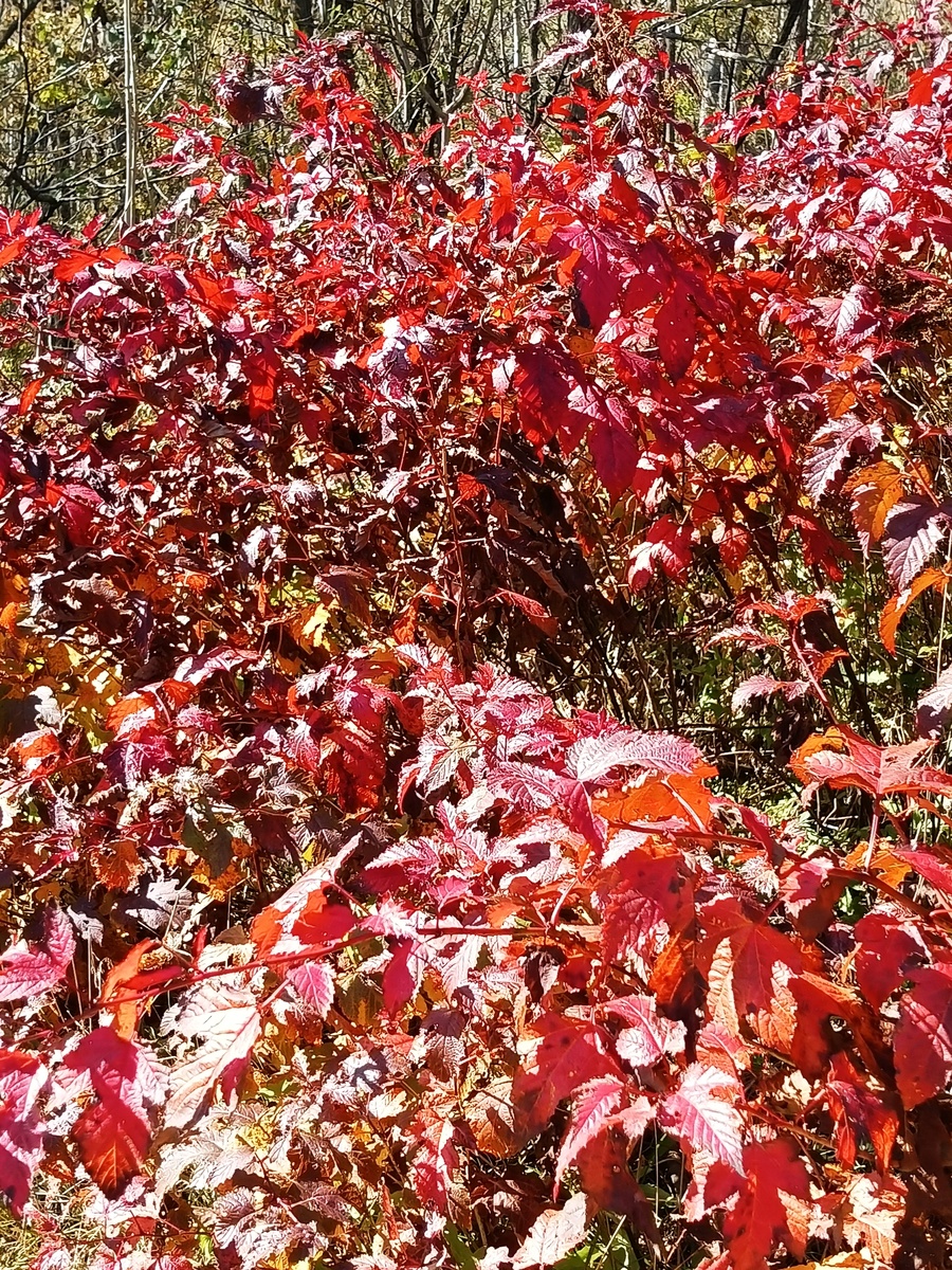 Золотая осень. Клёны. 