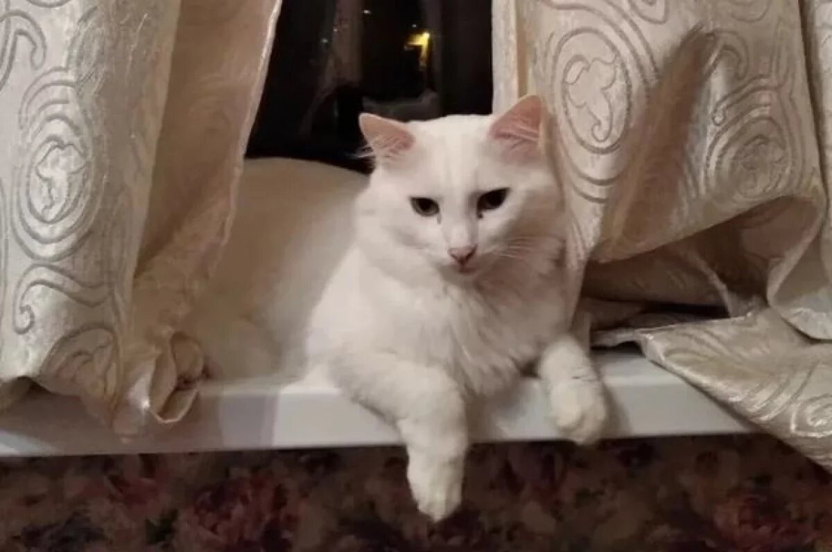    Ангарского кота четвертый день ищут хозяева после взрыва дома в Севастополе