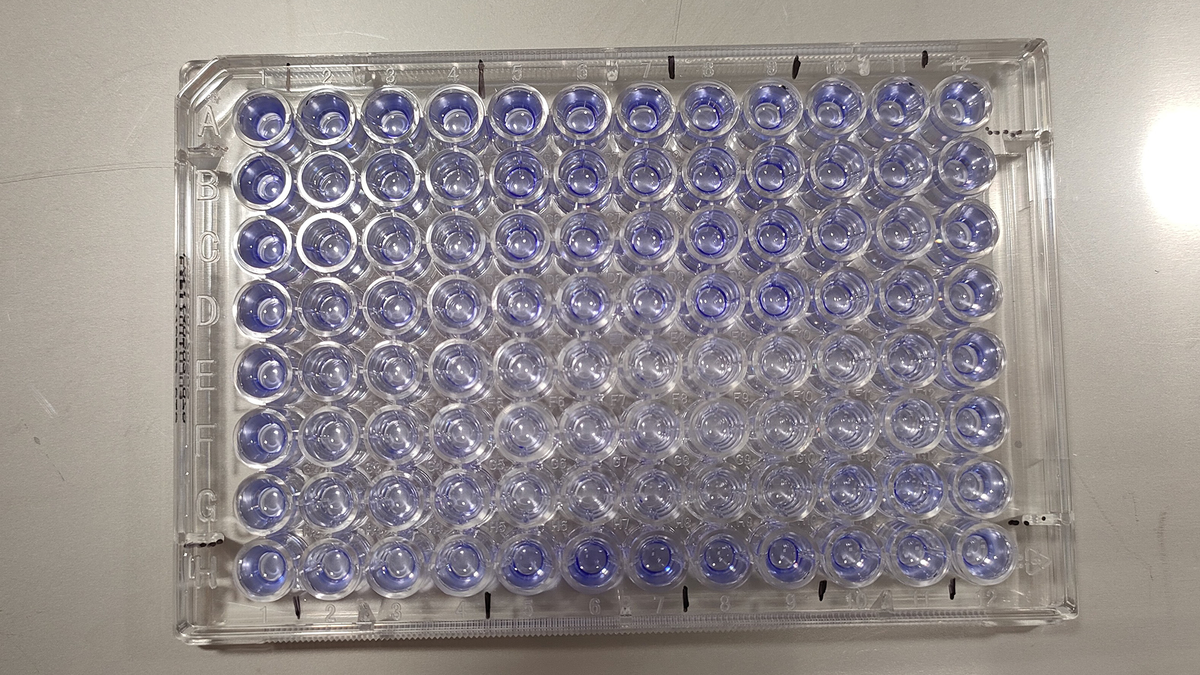 Изучение действия лектина CGL на биопленки золотистого стафилококка
Фото: Тихоокеанский институт биоорганической химии имени Г.Б. Елякова ДВО РАН/Татьяна Мизгина