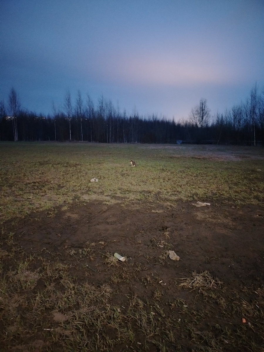Фото автора, закат, как и неописуемо восхитительный, пьянящий воздух, остался только в моей памяти, поэтому вот вам вечерний пустырь с котиком или кошечкой, я не спрашивал, если честно) 