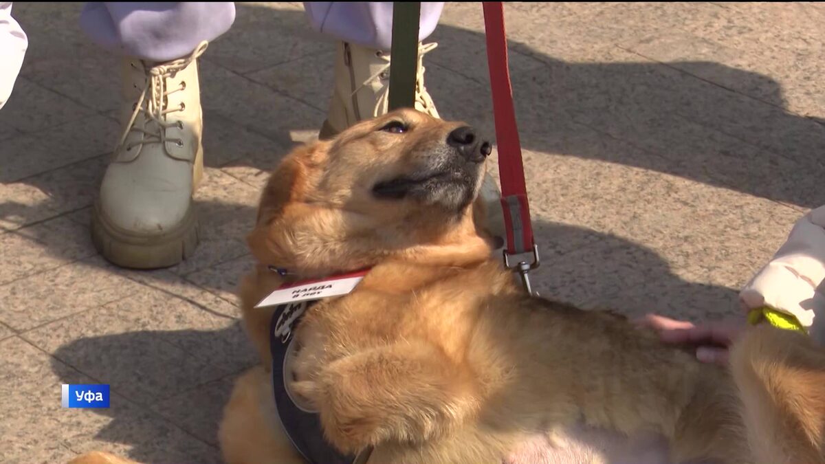    В Уфе 28 марта пройдет акция «Ищу человека»