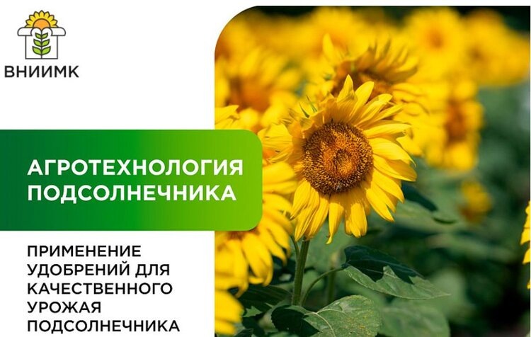    Фото: ФГБНУ ФНЦ ВНИИМК