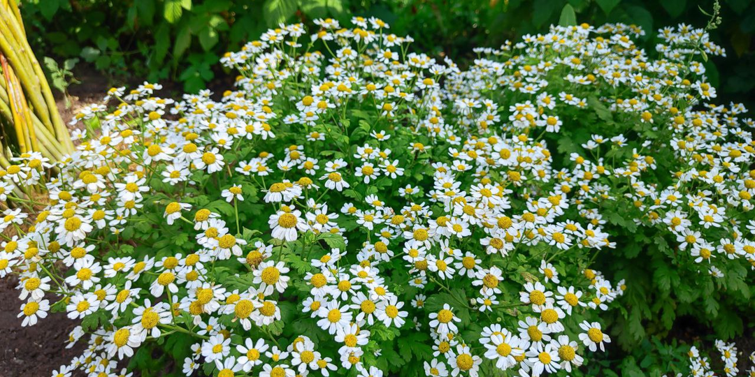 Непосильный труд свекрови. Глава 4.