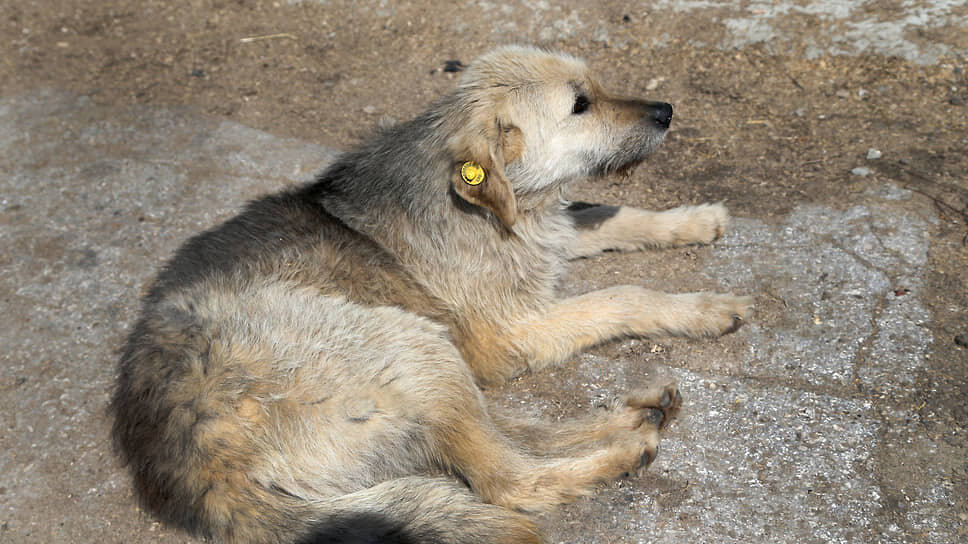 Фото: Юрий Стрелец / Коммерсантъ