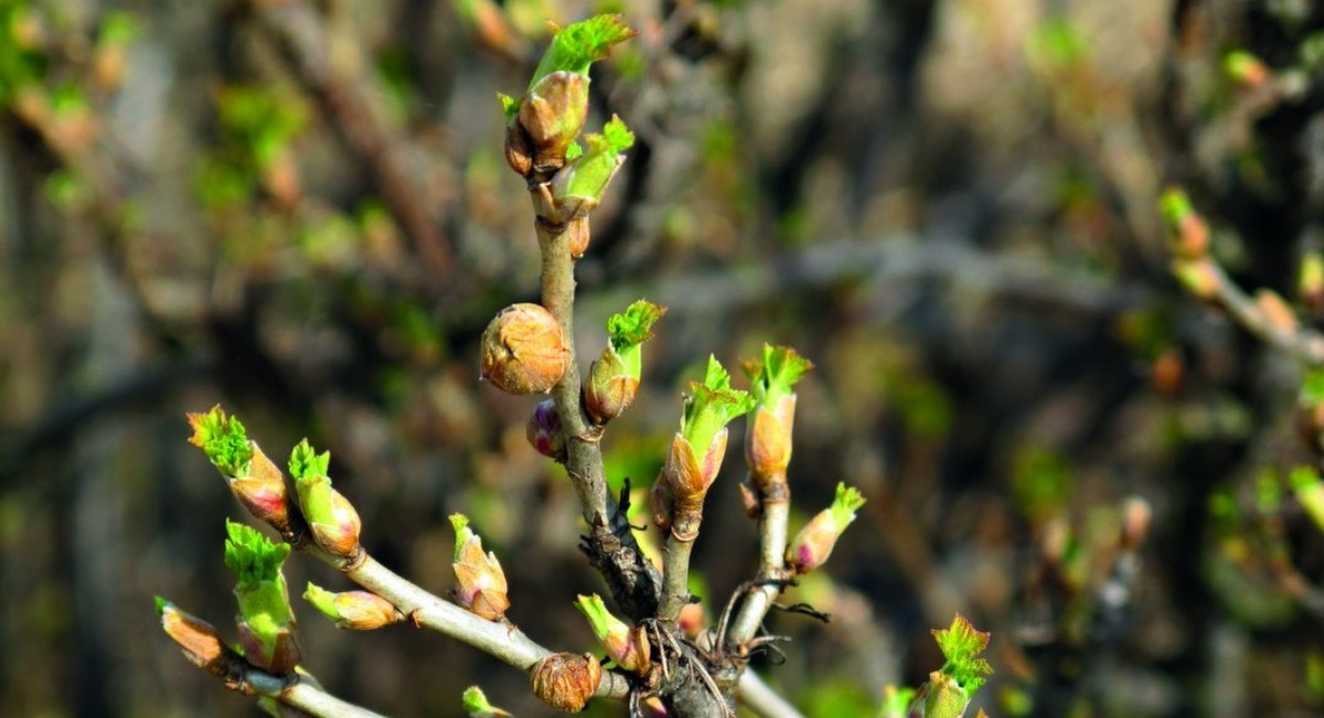 Как бороться с клещами на смородине: чем обработать кусты от почкового и листового клеща Фото © sumiagro