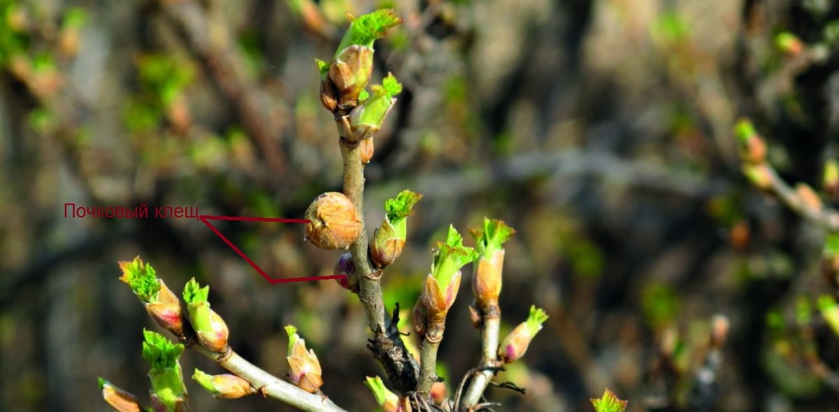 Как бороться с клещами на смородине: чем обработать кусты от почкового и листового клеща