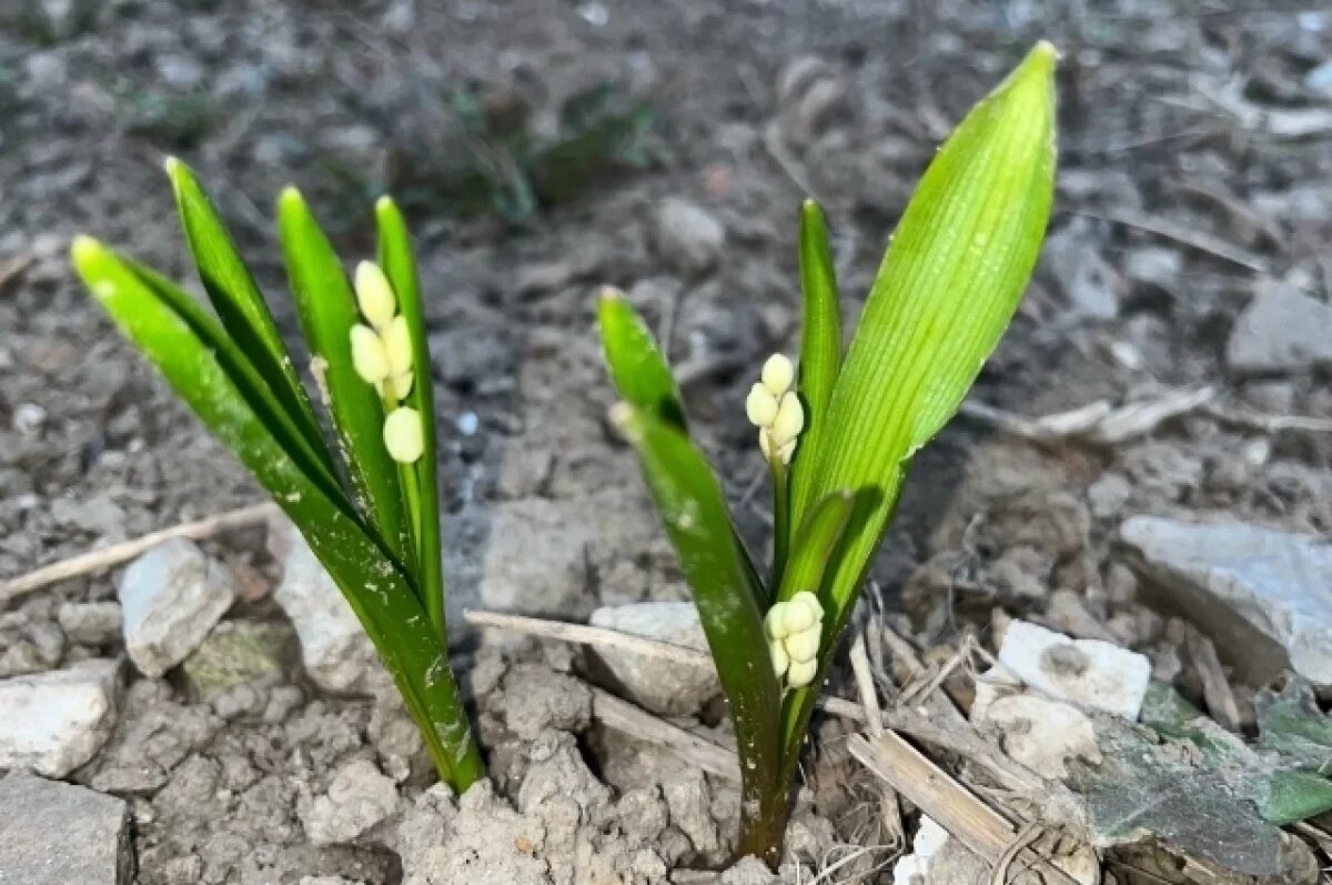    28 марта в Туле прогнозируют небольшой дождь и до +11℃