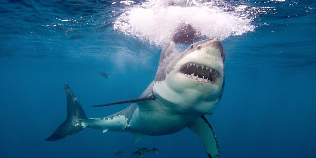 Акулы, находящиеся в состоянии наркотического опьянения от кокаина, обнаружены недалеко от популярного британского курорта